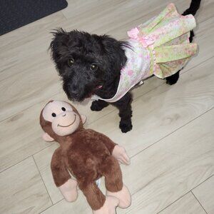 Dog Clothes, Small, Handmade 13 pieces